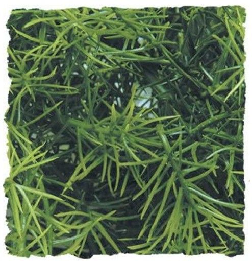 Zoo Med Natural Bush Cahuarina Plant Large