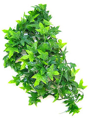 Zoo Med Natural Bush - Congo Ivy Aquarium Plant