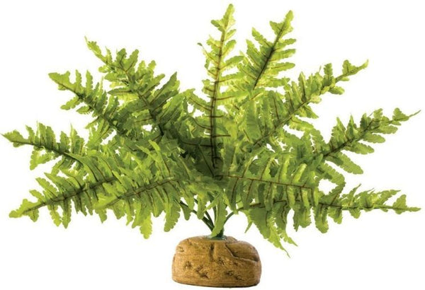 Exo Terra Boston Fern Terrarium Plant